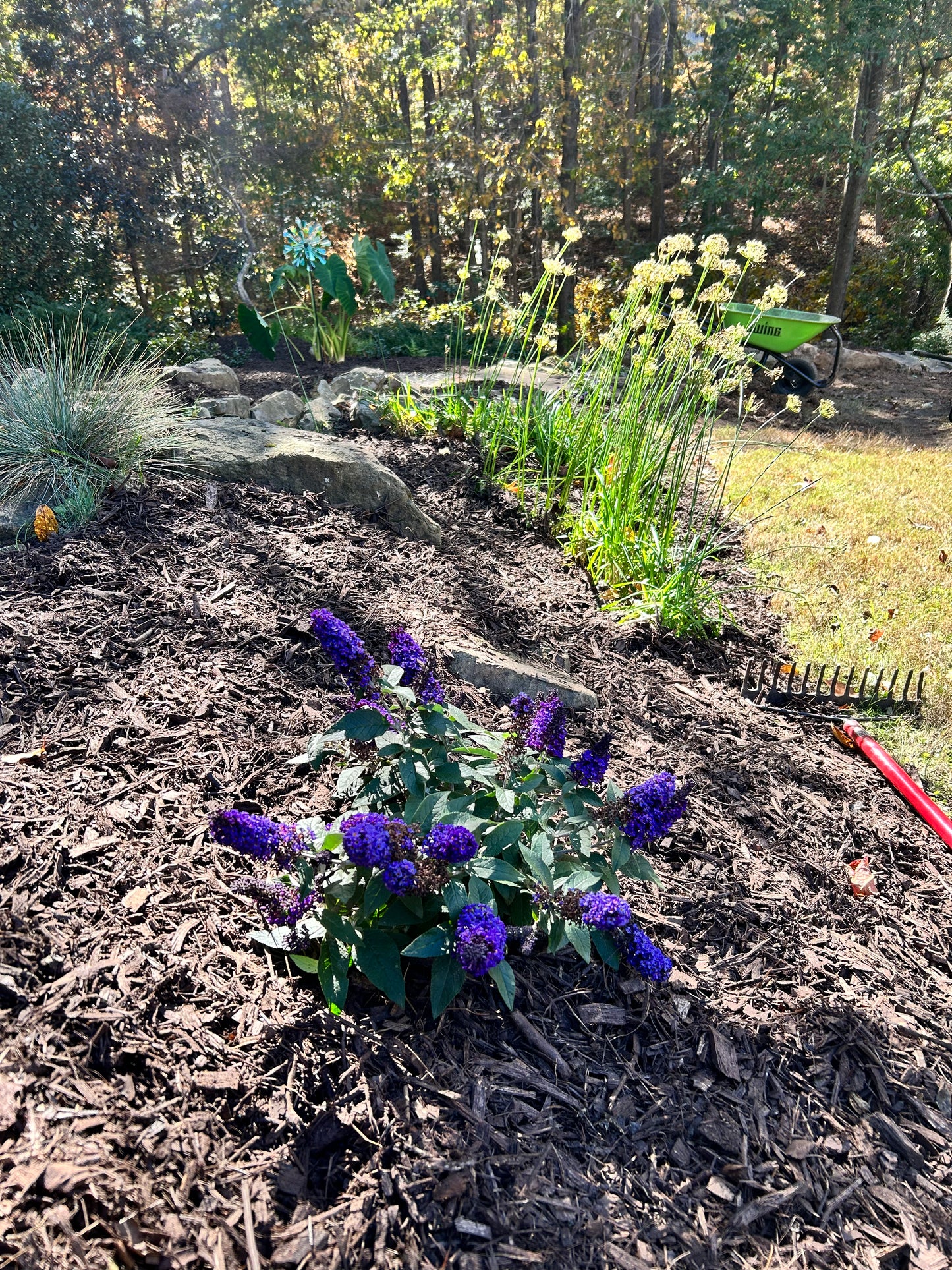 Butterfly Bush 1 to 3 Gallon Installation/Plantings