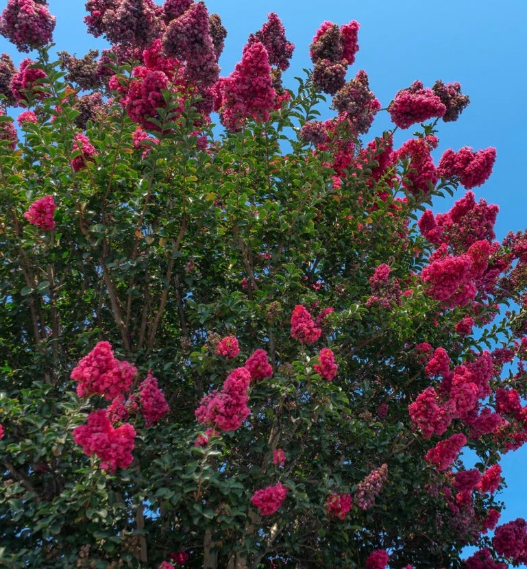 TUSCARORA CRAPE MYRTLE 15 Gallon Installation /Tree