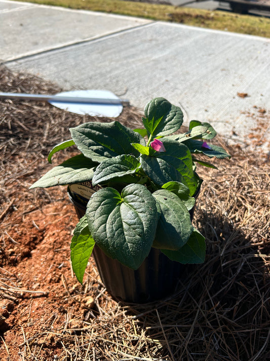 Black Eyed Susan Flower 1 to 3 Gallon Installation/Plantings