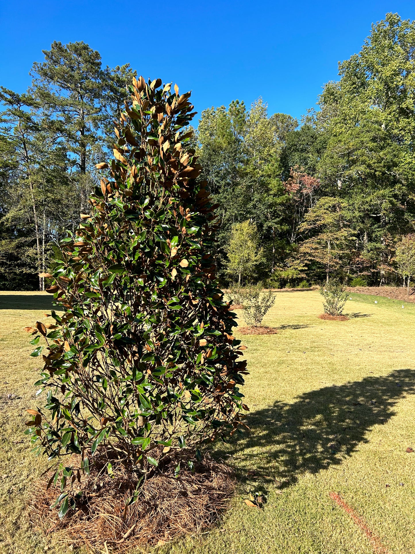 Little Gem Magnolia 6 to 8 ft Height Ball and Burlap Installation/Tree