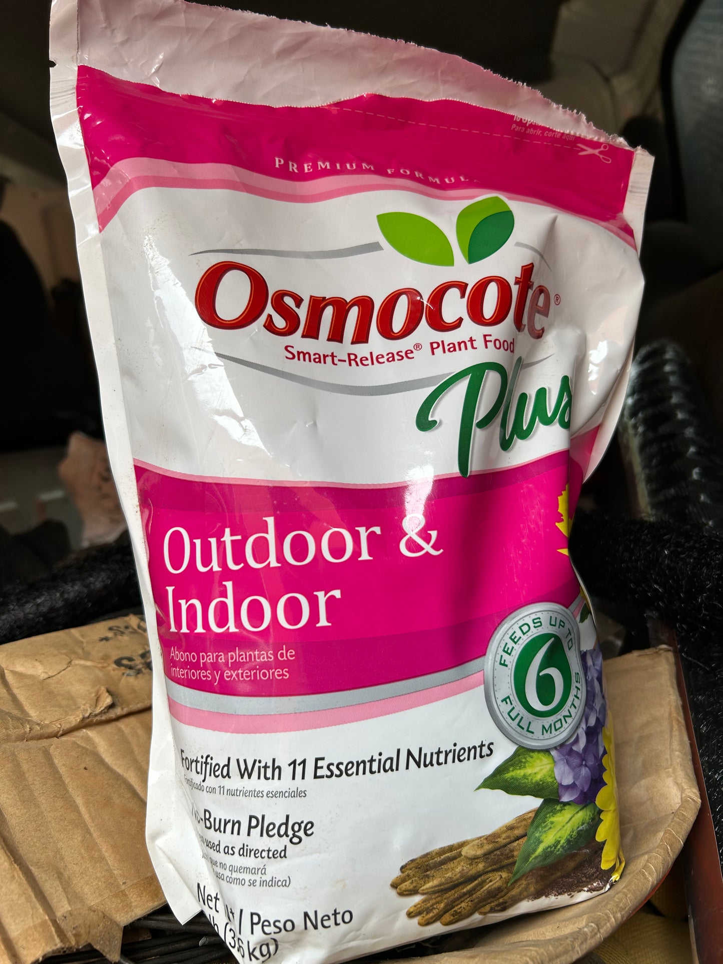 Flats Matrix Pansy Installation /Seasonal Landscape Flowers