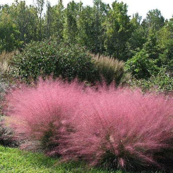 Pink Muhly Grass 1 to 3 Gallon Installation/Plantings