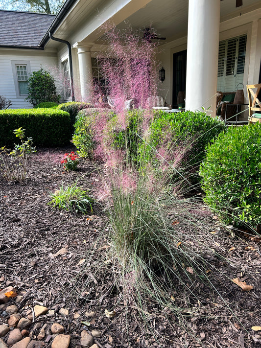 Pink Muhly Grass 1 to 3 Gallon Installation/Plantings