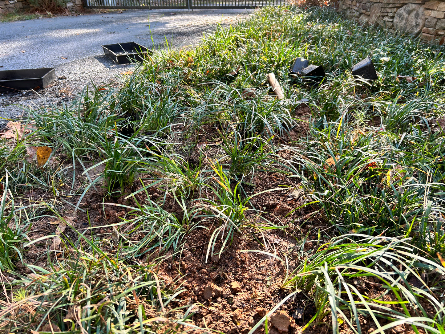 Liriope spicata by Flats Installation /Plantings/