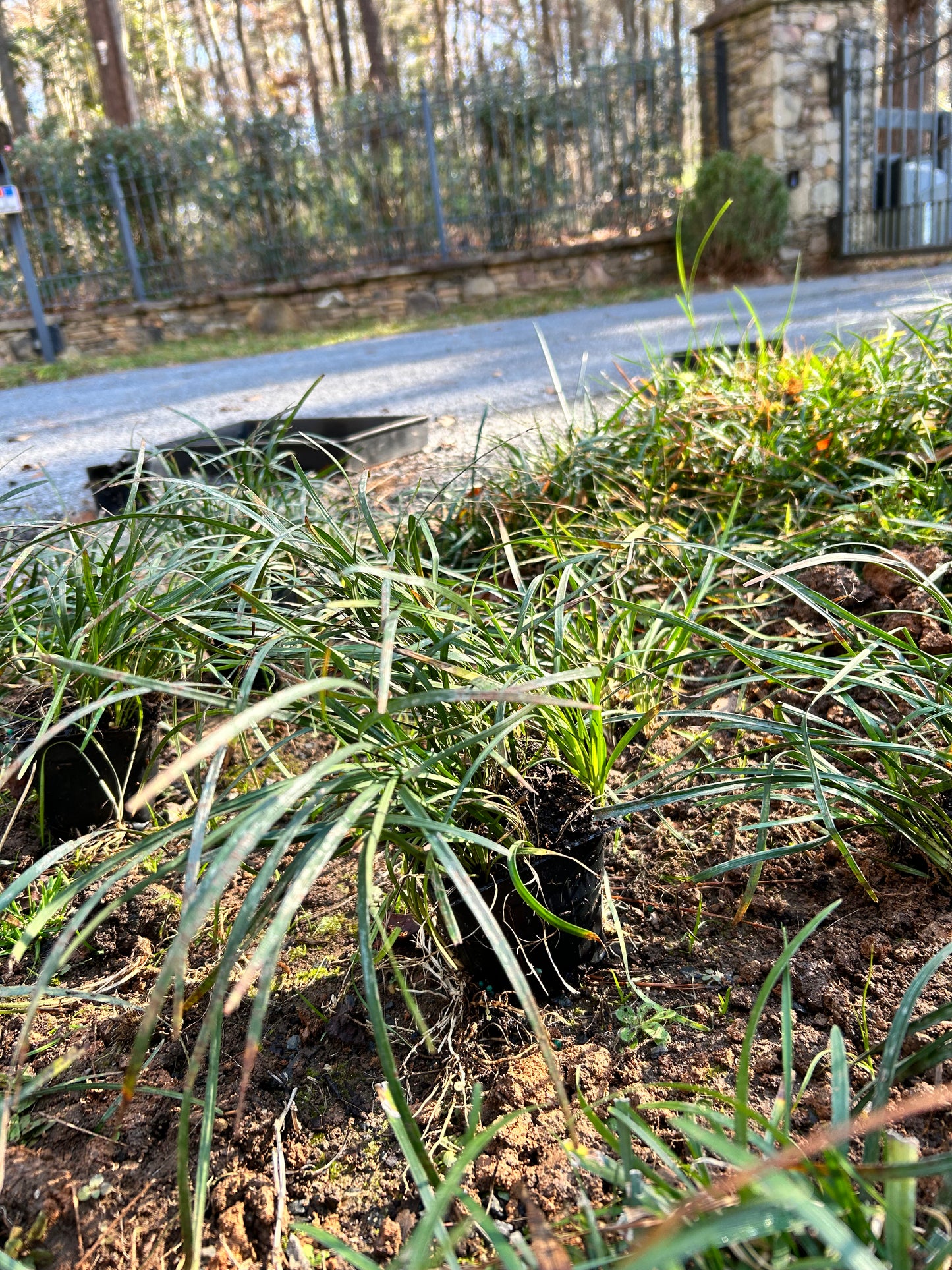 Liriope spicata by Flats Installation /Plantings/
