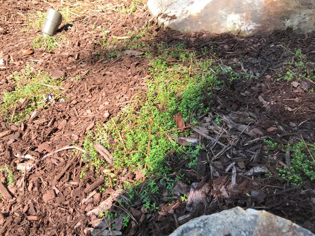 Cup Creeping Thyme by Flats Installation /Plantings/