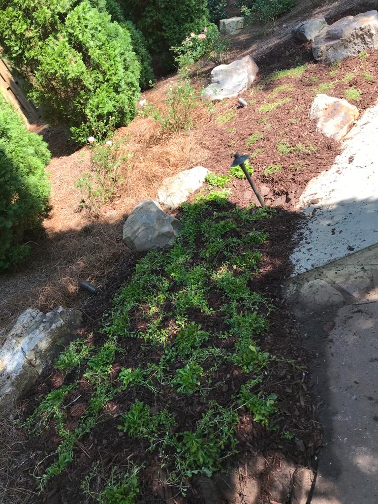 Cup Mazus Purple 1801 by Flats Installation /Plantings/