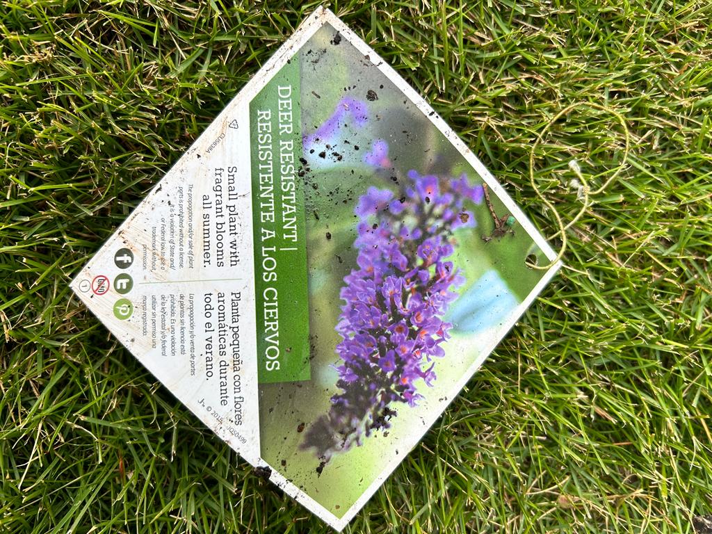 3Gal LO & BEHOLD Blue Chip Jr Installation/Plantings