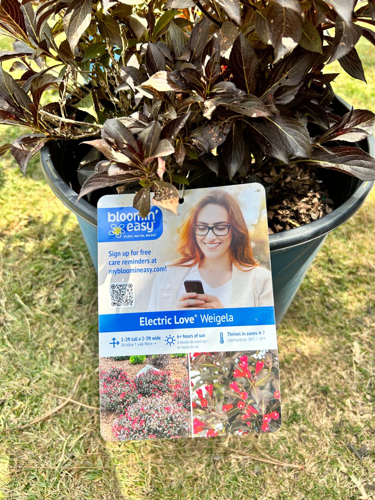 Electric Love Weigela Installation/Plantings