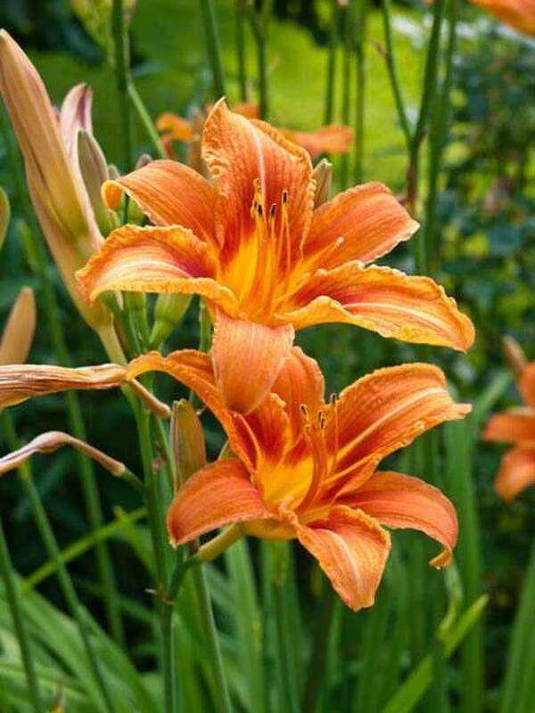 Daylilies 7 to 1 Gallon Installation/Extended Flower Production/Stella D Oro/