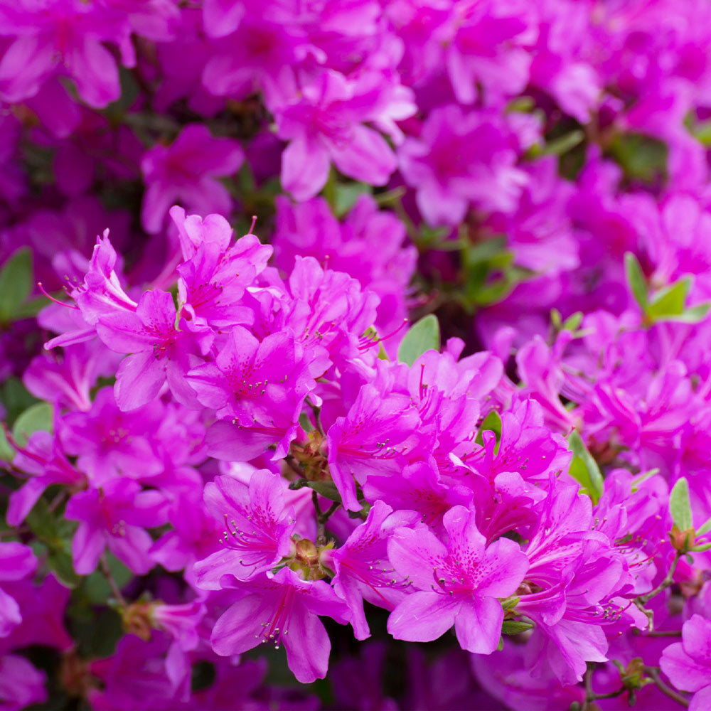 3Gal Encore Azalea Pink Installation/Plantings
