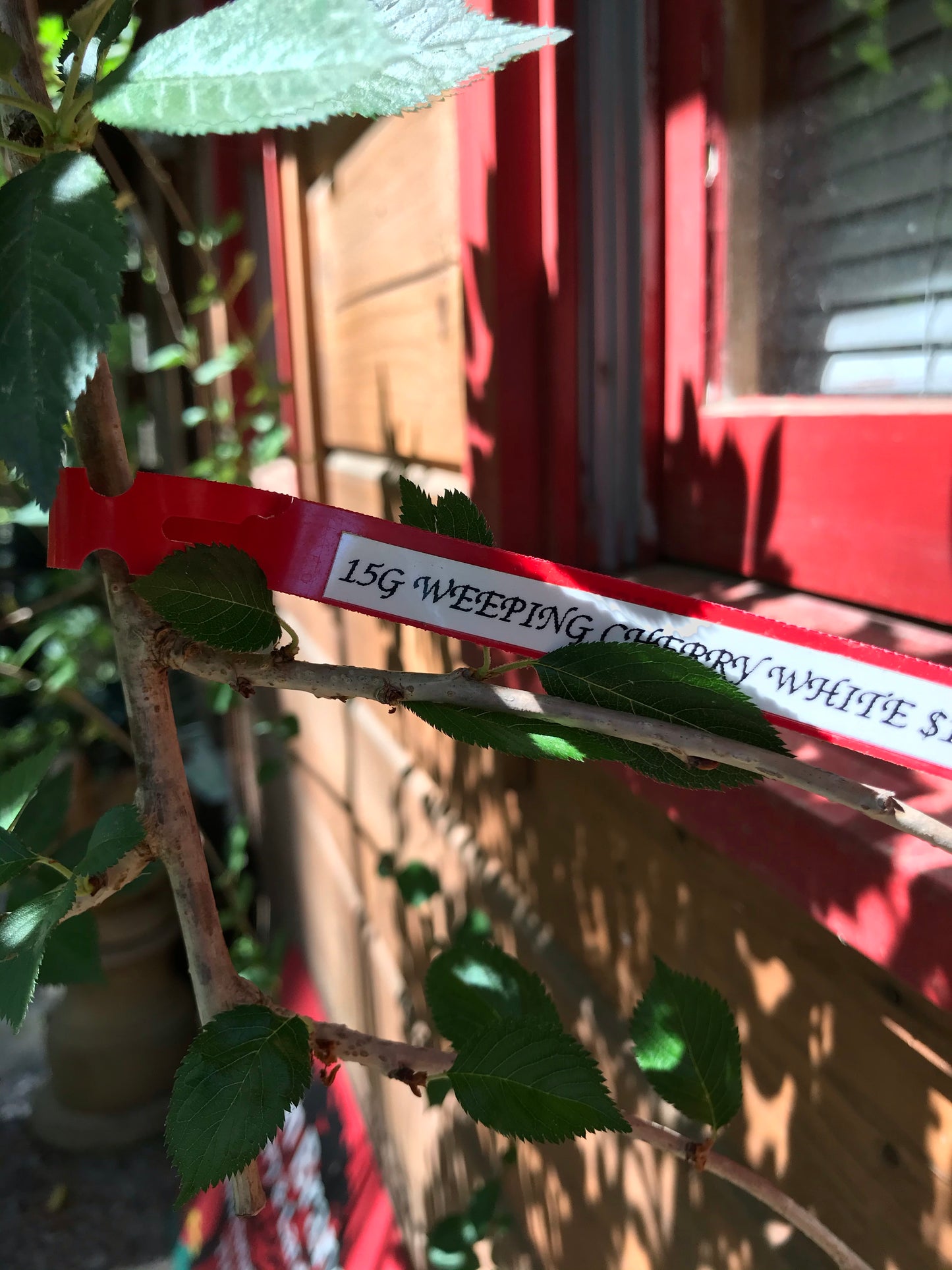 15GAL WEEPING CHERRY WHITE Installation/Tree