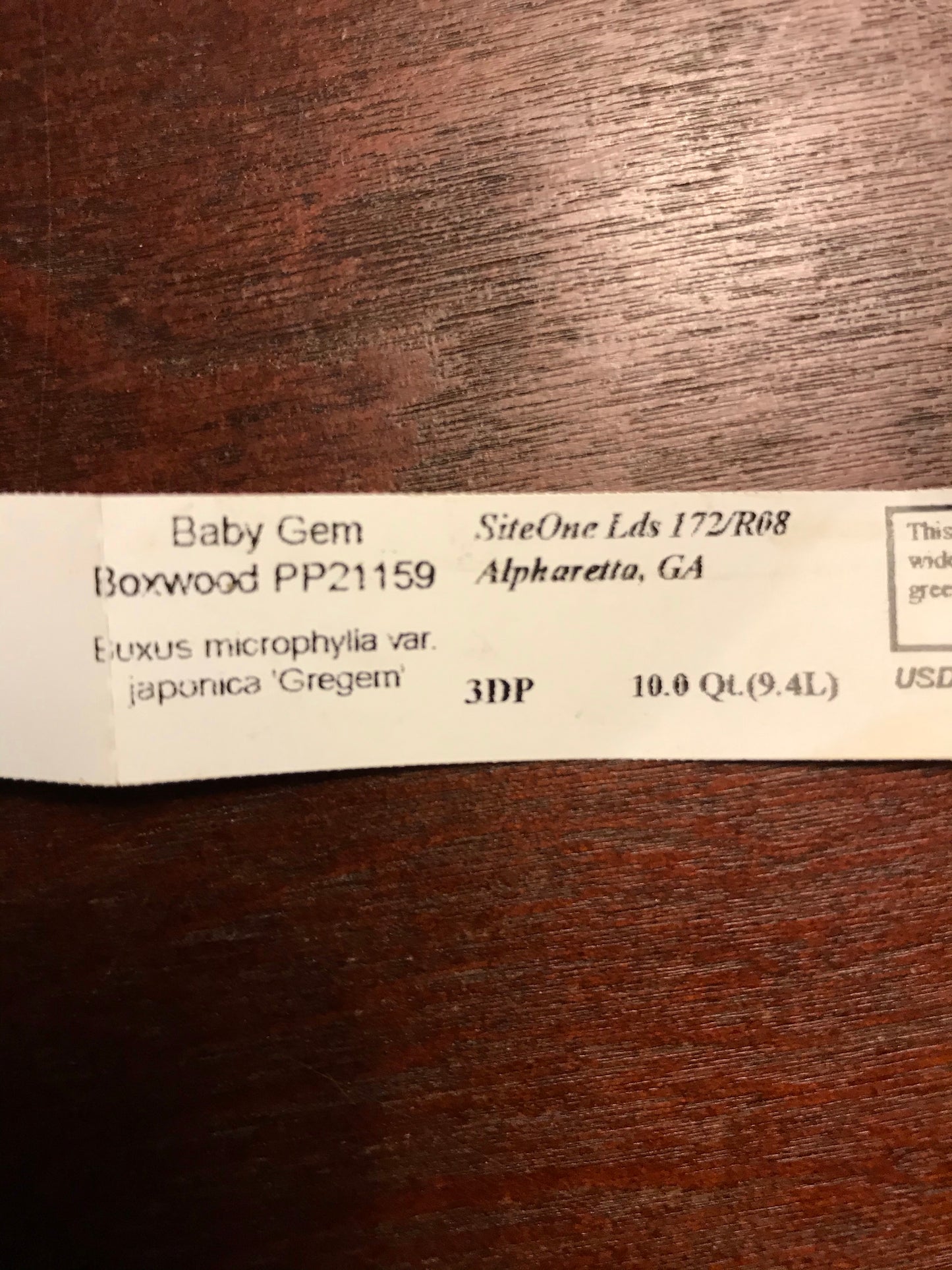 Baby Gem Boxwood 3 Gallon Installation/Plantings