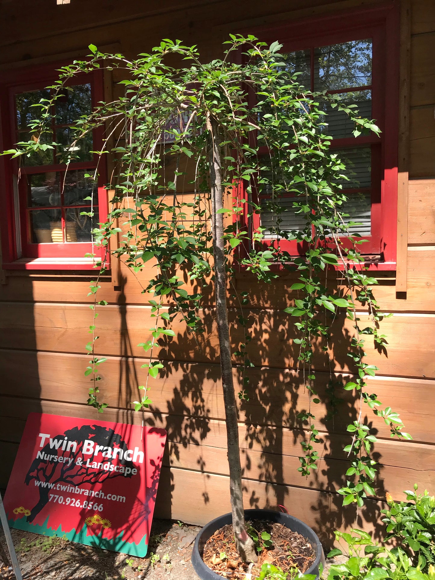 15GAL WEEPING CHERRY WHITE Installation/Tree