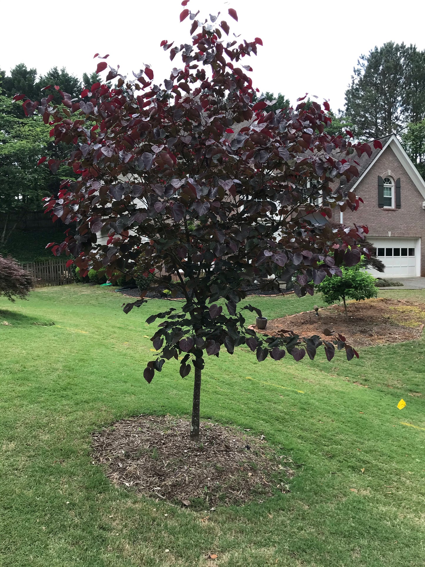 Merlot RedBud 15 Gallon Installation/Tree