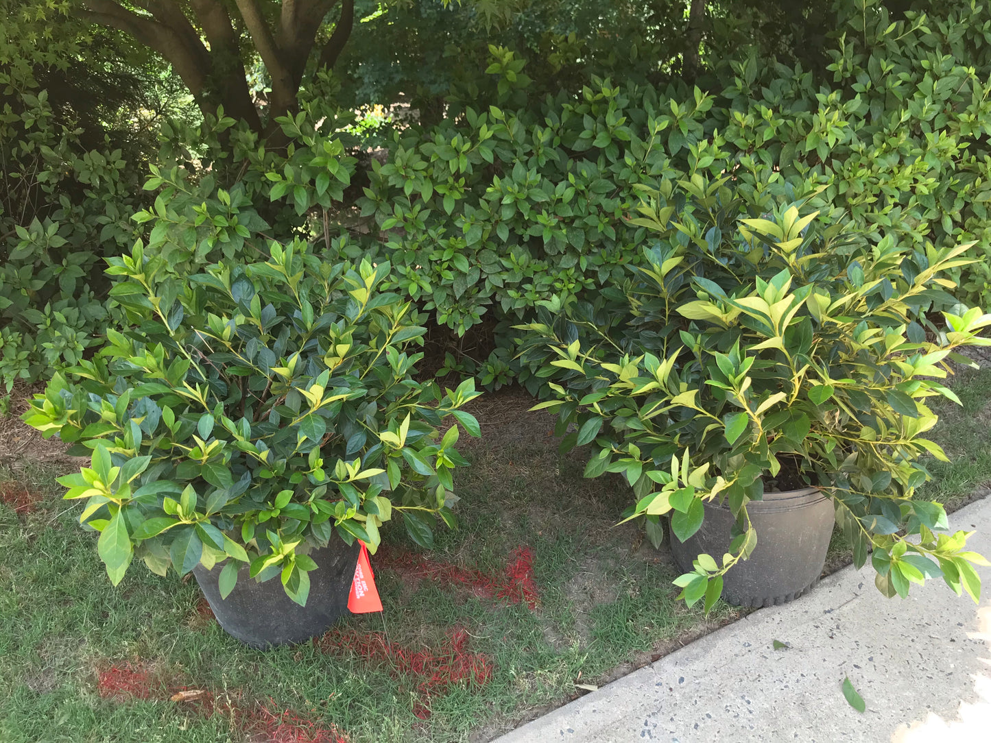 2 to 7 Gallon Formosa Azalea Installation/Plantings