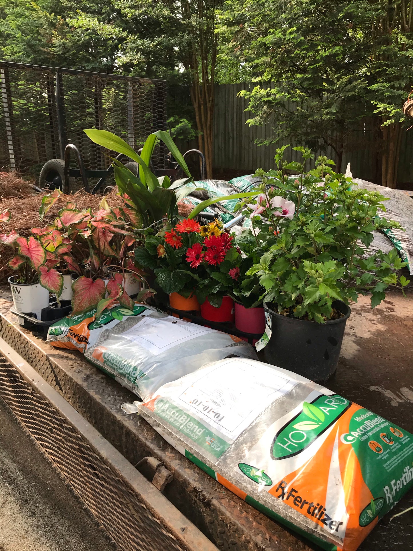 Coneflower 1 Gallon Installation/Plantings