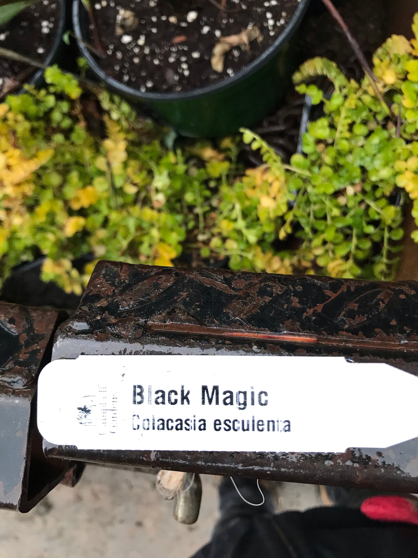 1Gal Black Magic Installation/Plantings