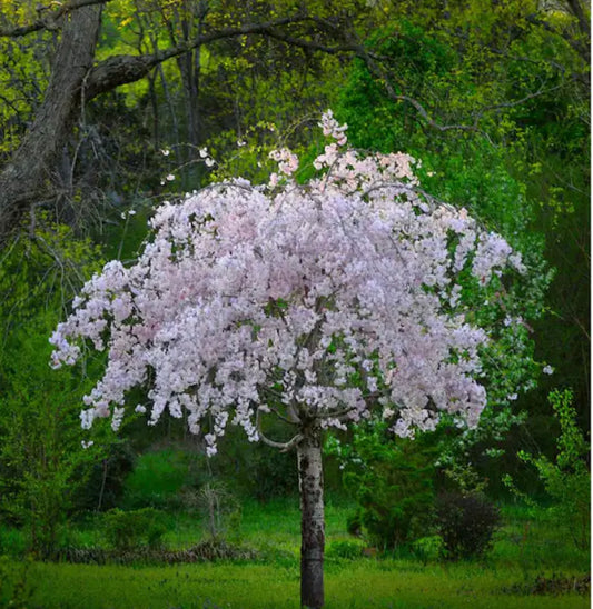 15GAL WEEPING CHERRY WHITE Installation/Tree