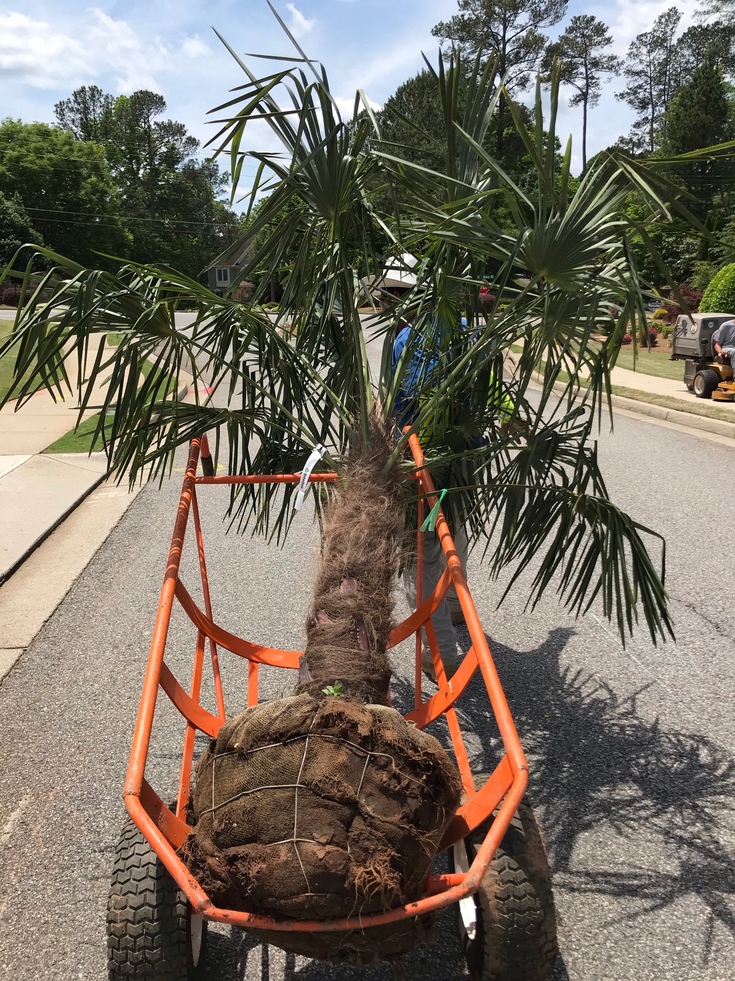 Trachycarplus Fortunei Chinese Winmill Palm 7 Ft Installation/Tree