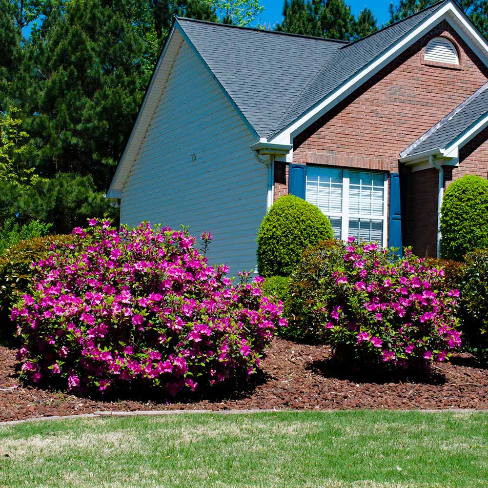 3Gal Encore Azalea Pink Installation/Plantings