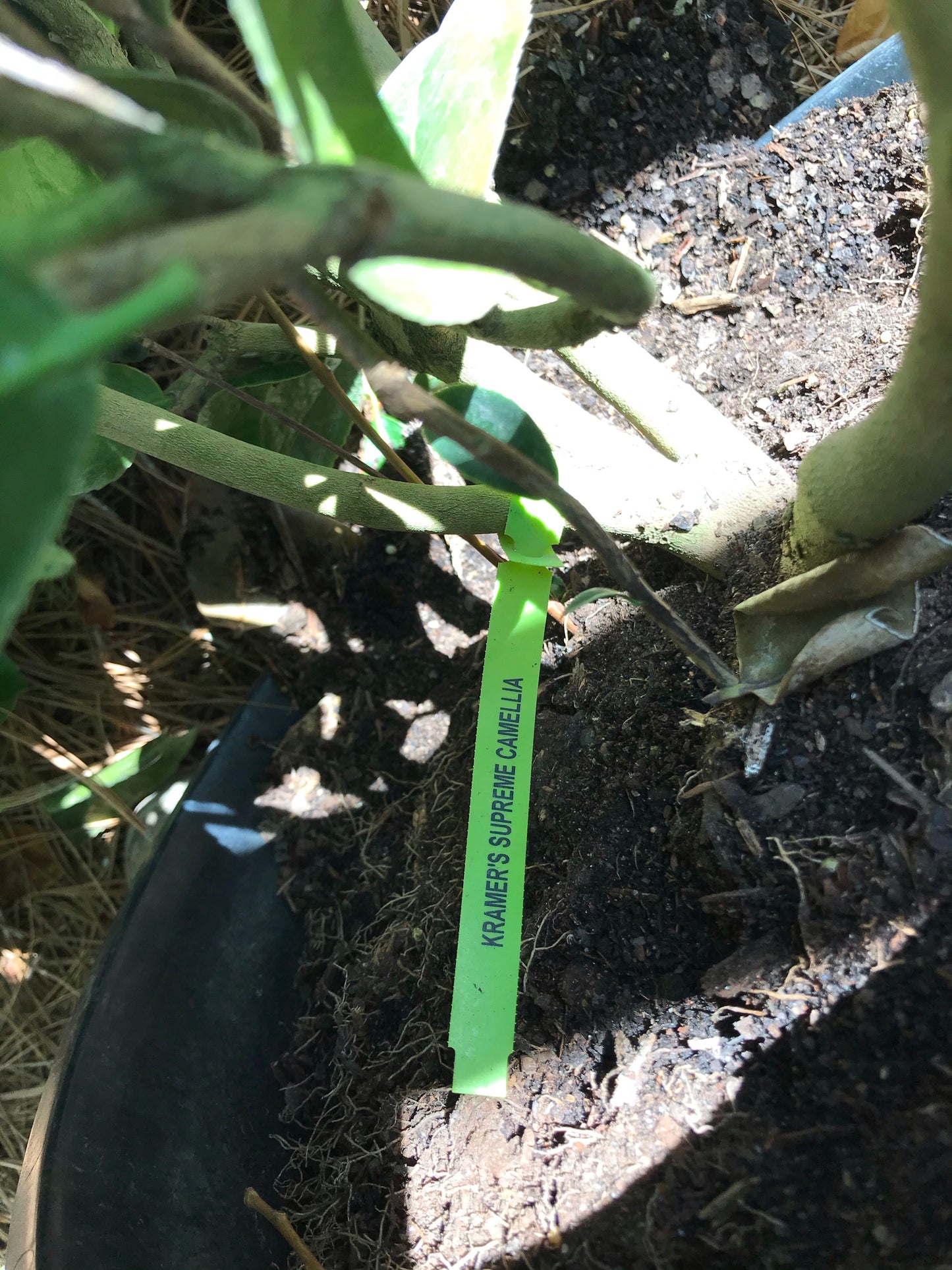 KRAMERS SUPREME CAMELLIA 7 Gallon Installation/Plantings