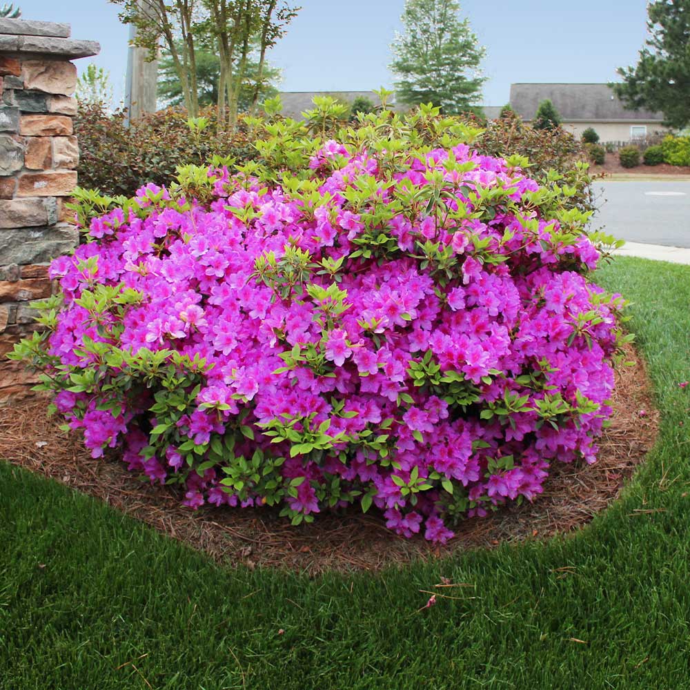 3Gal Encore Azalea Pink Installation/Plantings