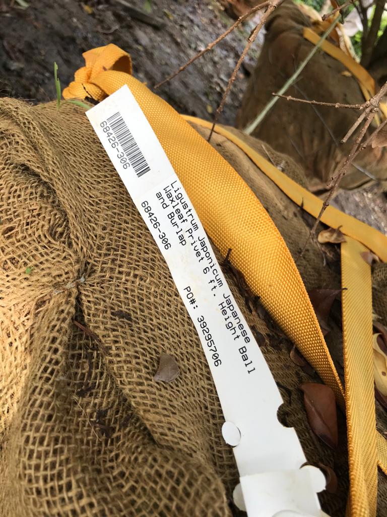 Ligustrum Japonicum Japanese 6 ft. Height Ball Installation/Tree