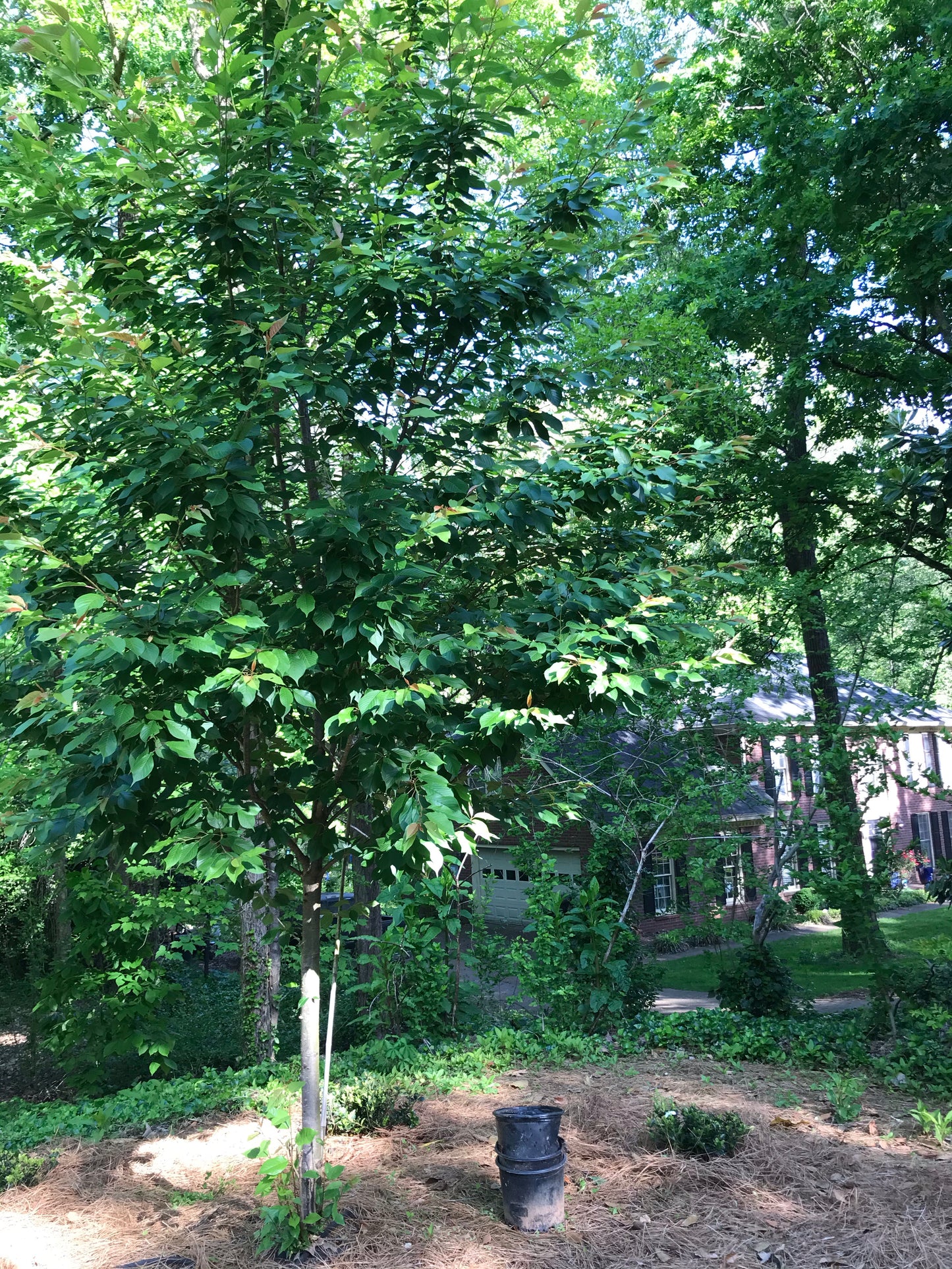 15gal Okame Cherry PINK Installation/Tree