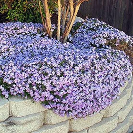 Blue Creeping Phlox 5 to 1 Gallon Installation/Plantings