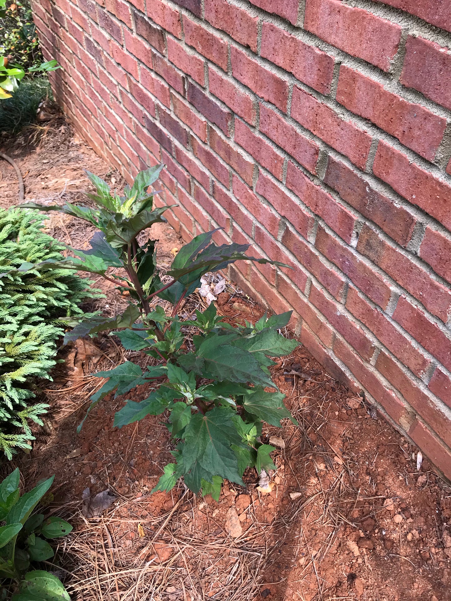 Rose Mallow or French Vanilla 1 to 3 Gallon Installation/Plantings