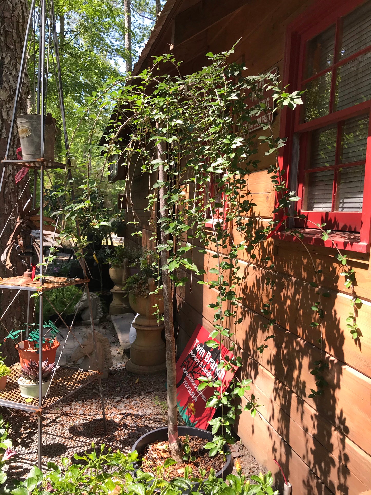 15GAL WEEPING CHERRY WHITE Installation/Tree