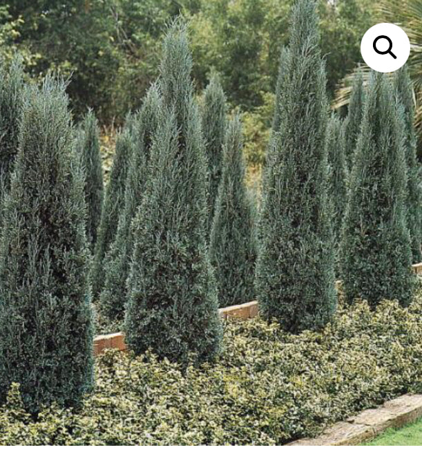Blue Point Juniper 15 Gallon Installation/Tree
