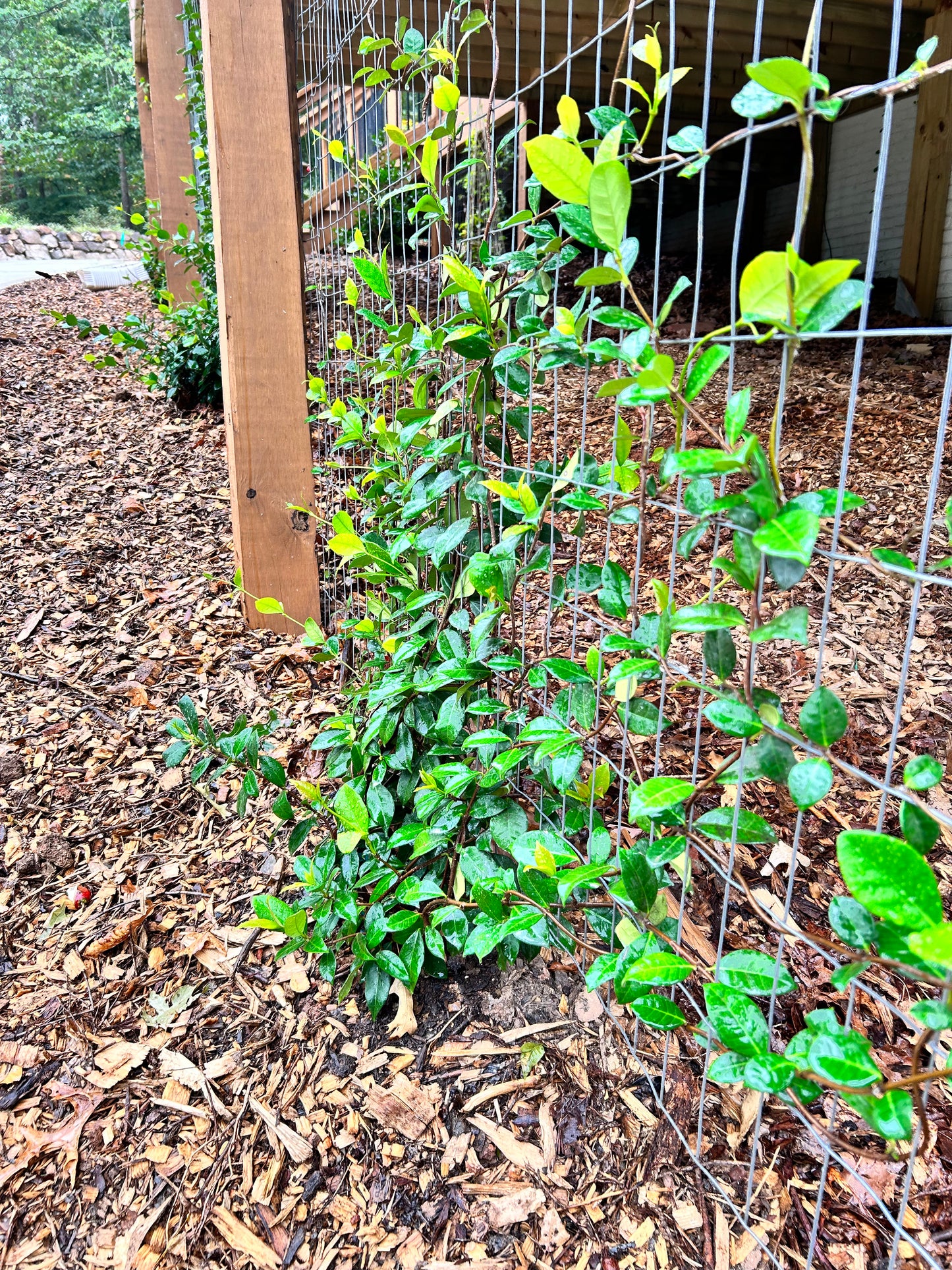 Asian Jasmine 1G Installation/Plantings