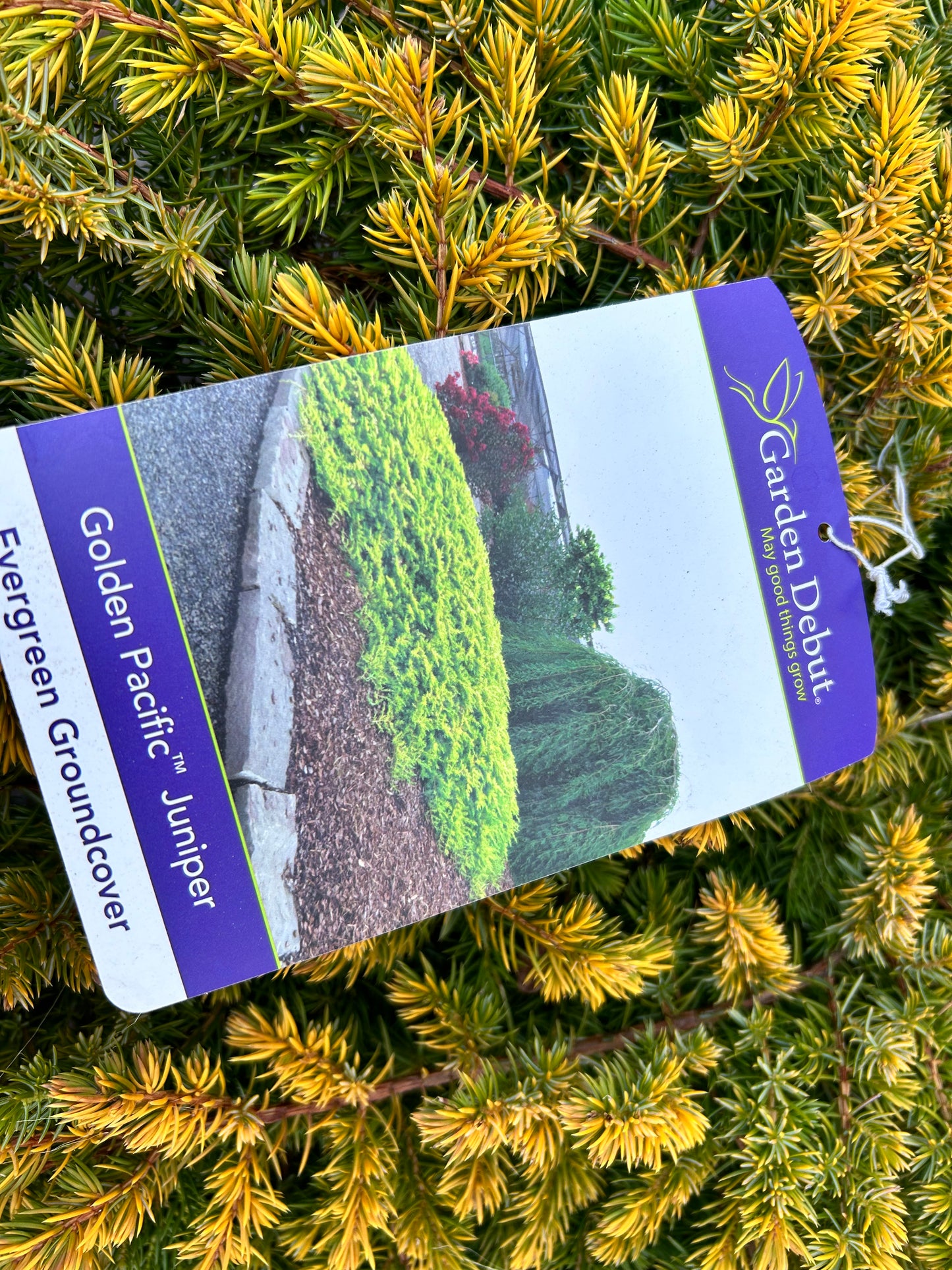 Golden Pacific Juniper 3G Installation/Plantings