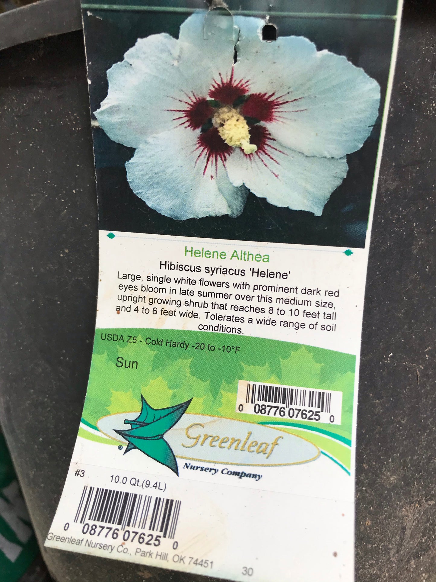 Helene Althea 2 to 7 Gallon Installation/Plantings