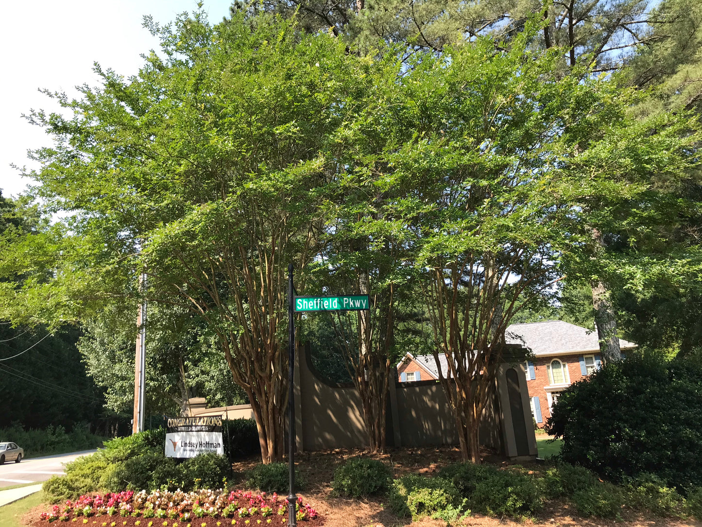 Tonto Crape Myrtle 15 Gallon Installation /Tree