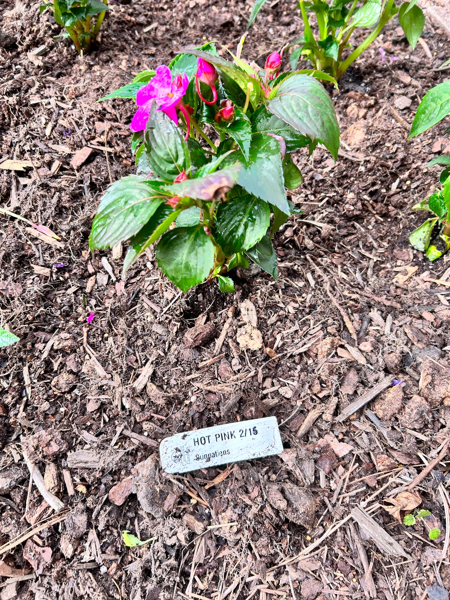 Flats of Hot Pink (Sunpatien) Installation /Seasonal Landscape Flowers