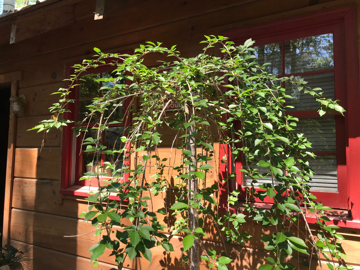 15GAL WEEPING CHERRY WHITE Installation/Tree