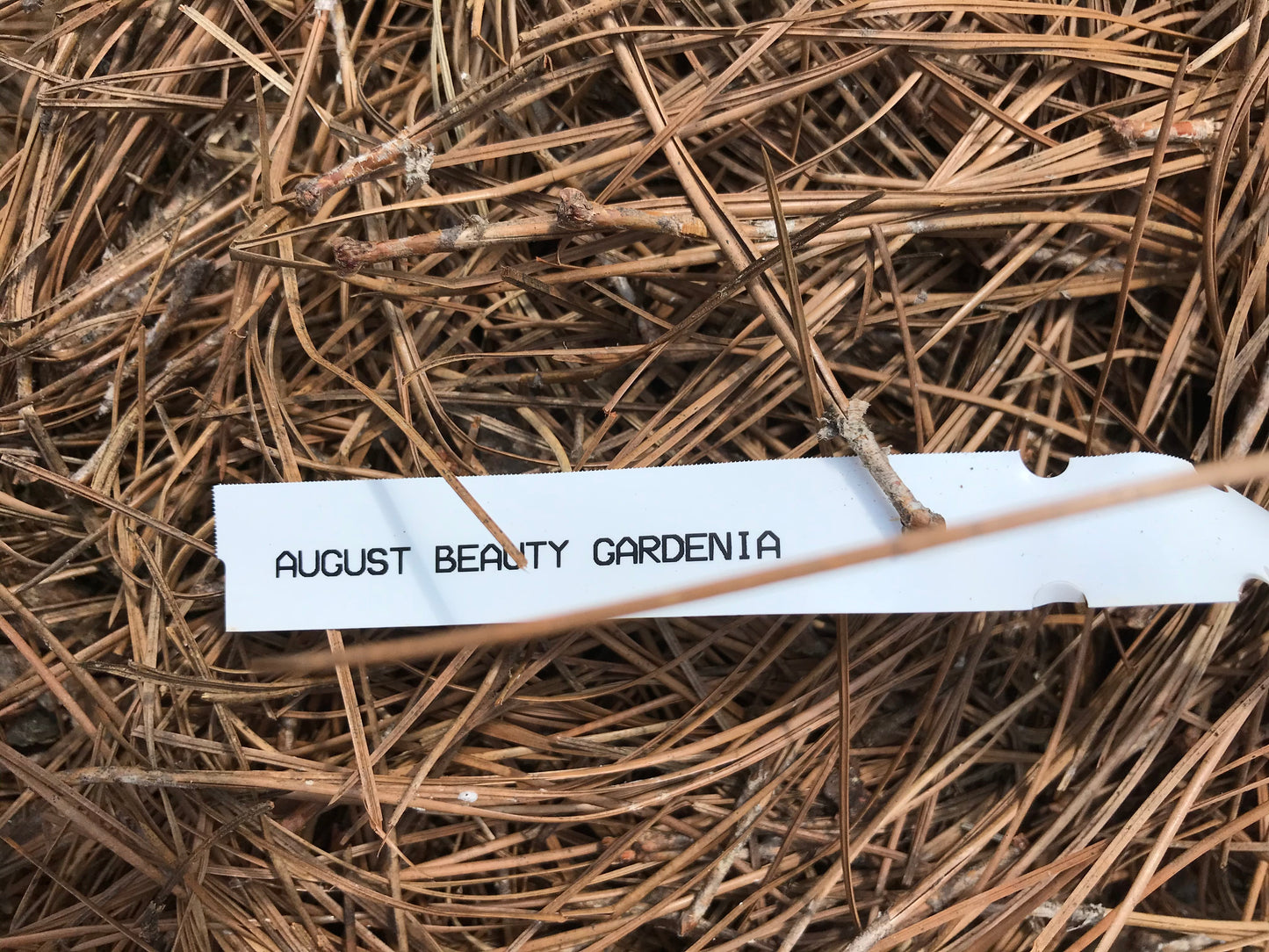 August Beauty Gardenia 1 to 3 Gallon Installation/Plantings