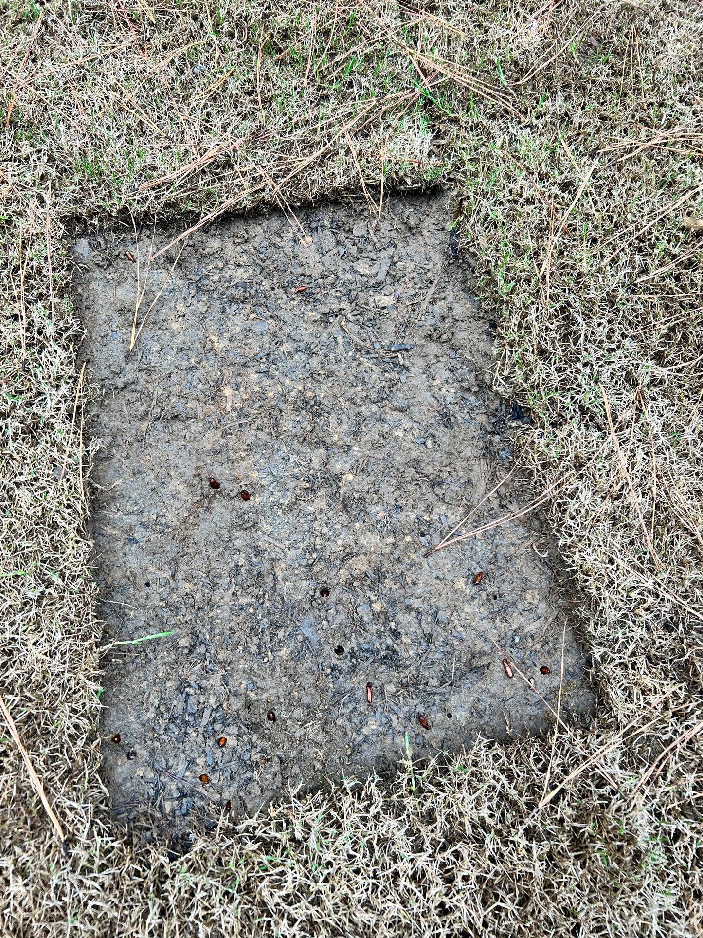 remove silver from worms per square foot Installation/Sod