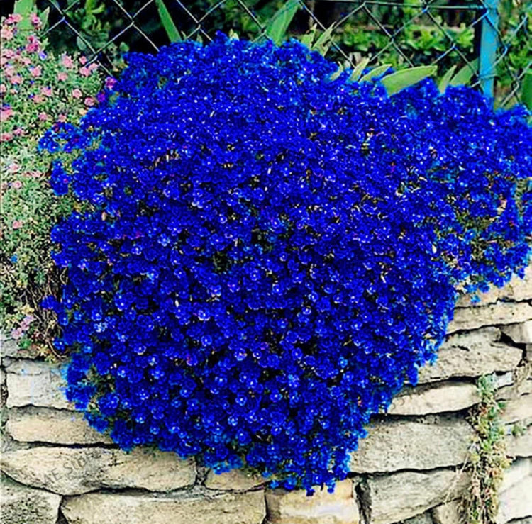 Cup Mazus BLUE by Flats Installation