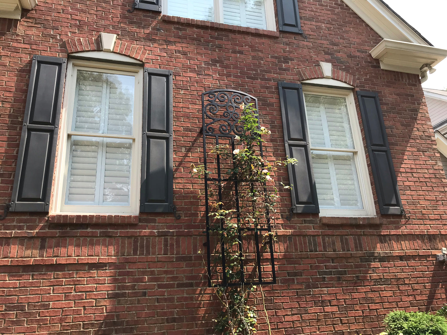 Climbing Roses Pink or White 3 Gallon Installation/Plantings