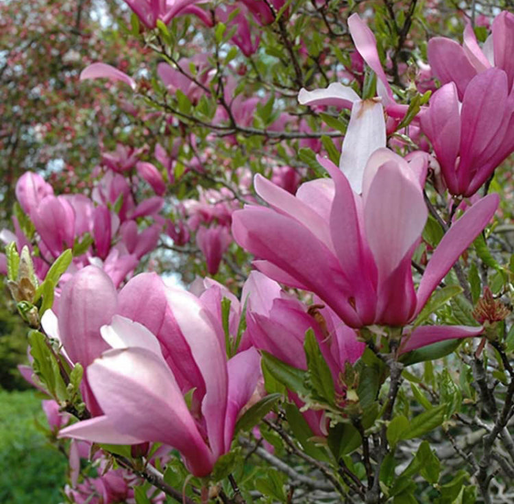 Jane Magnolia 15 Gallon Installation/Tree