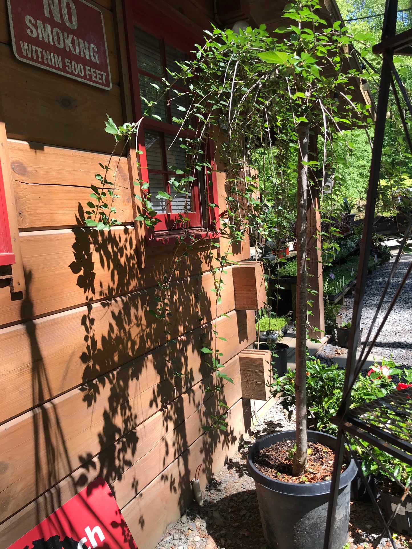 15GAL WEEPING CHERRY WHITE Installation/Tree