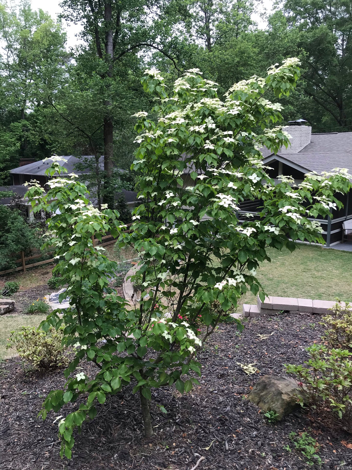 White Kousa Dogwood 1.5” to 2.0” Installation/Tree