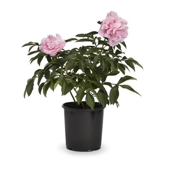 Peonies 3 Gallon Installation/Plantings