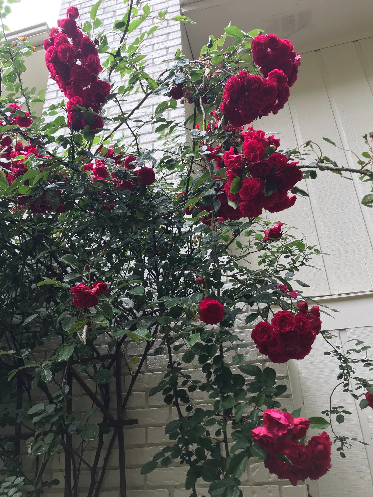 Climbing Roses Dark Red 3 Gallon Installation/Plantings