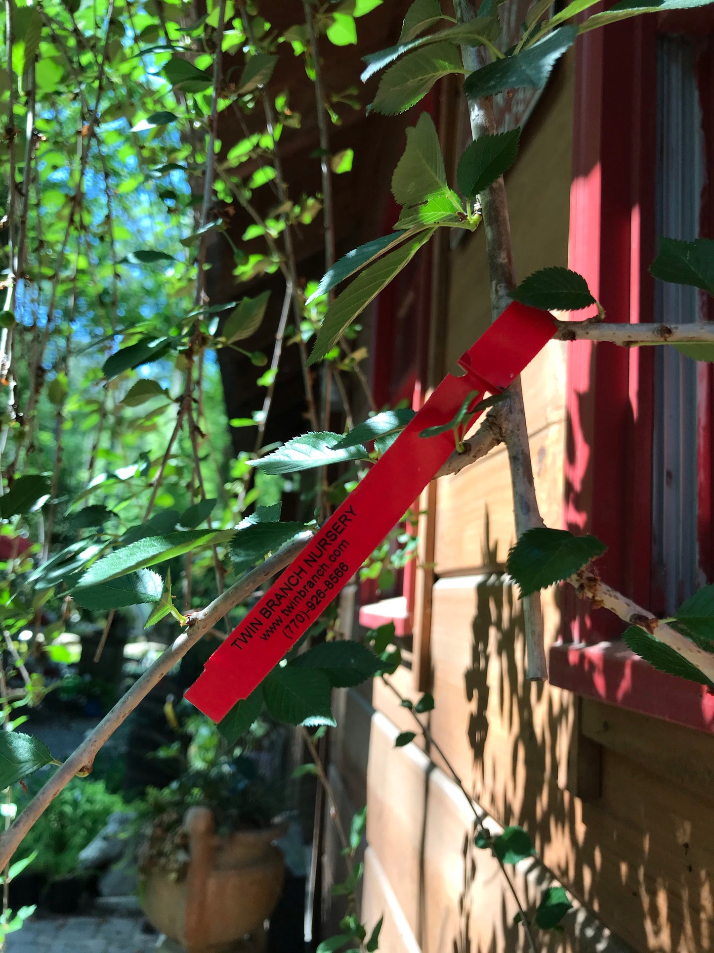 15GAL WEEPING CHERRY WHITE Installation/Tree