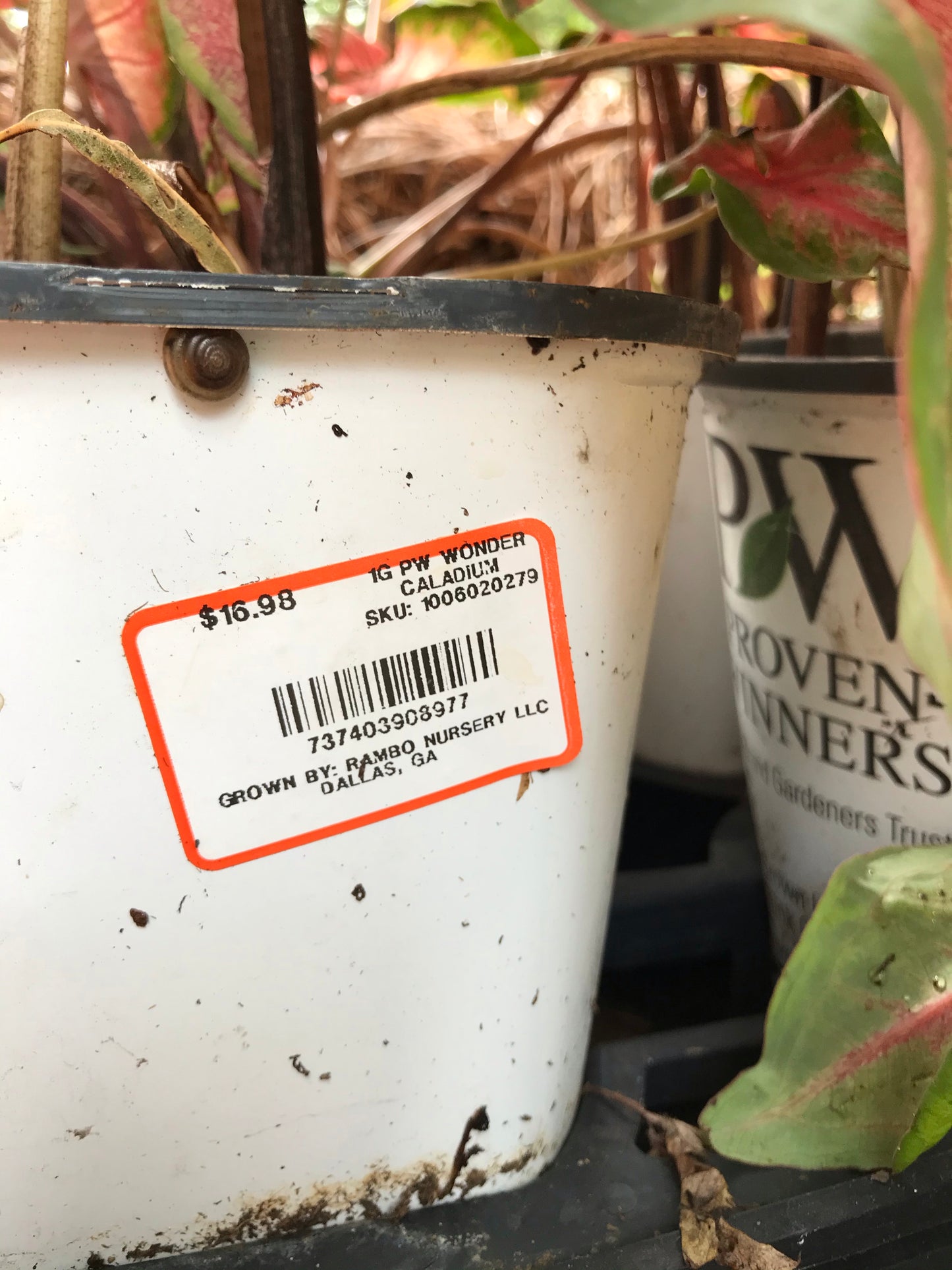 Pw Wonder Caladium 1 Gallon Installation/Plantings